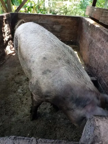 PORCO GORDO PRECISO VENDER RÁPIDO