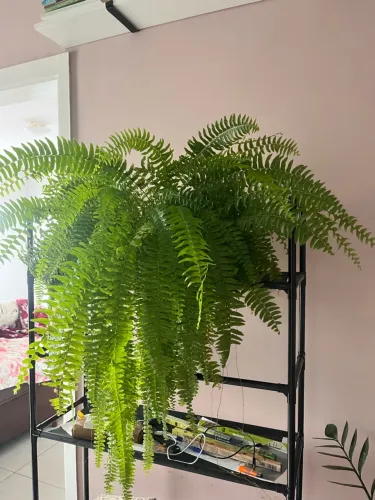 Vendo Plantas  Com Vasos (Samambaia Americana Grande + Zamioculca Adulta) 