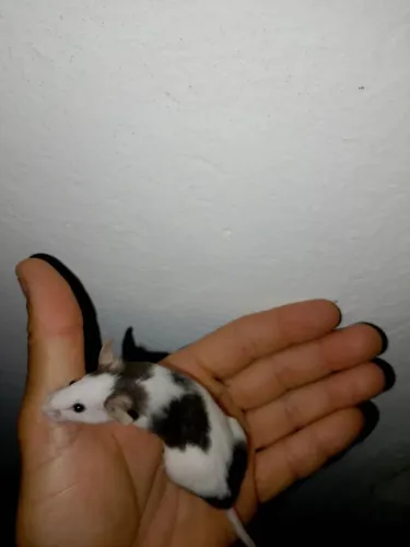 Rato - comundongo disponível
