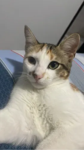 Doação de gata