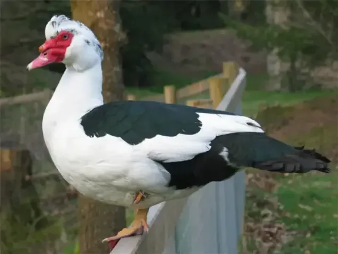 Venda de Patos e Galinha