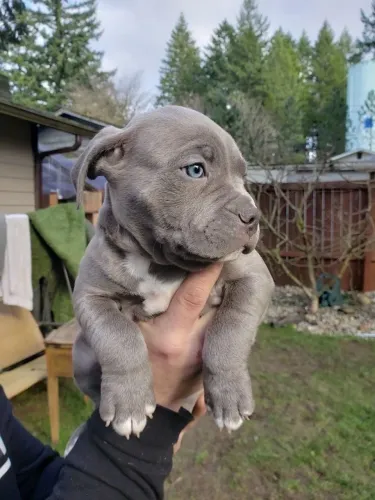 Pitbull A Escolha Certa Para Quem Ama Um Cachorrinho 