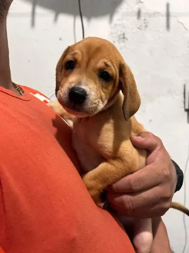 Cachorrinhas disponíveis para adoção responsável 