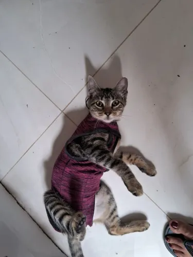 Gatinha Fêmea filhote 