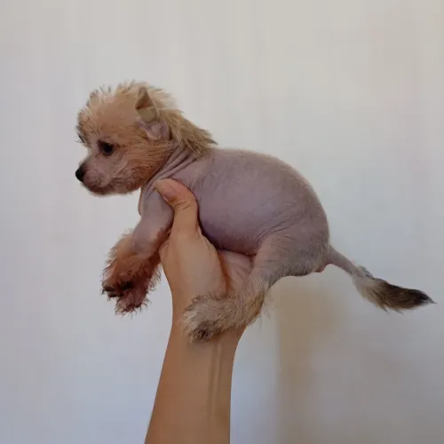 Cão de Crista Chinês Hairy Hairless Fêmea