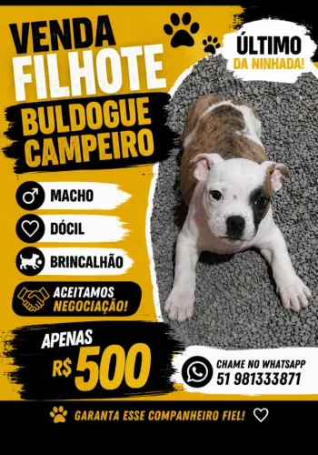 Venda de filhote buldogue campeiro 