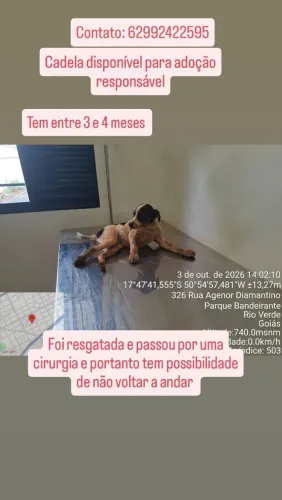 Doa-se cachorrinha