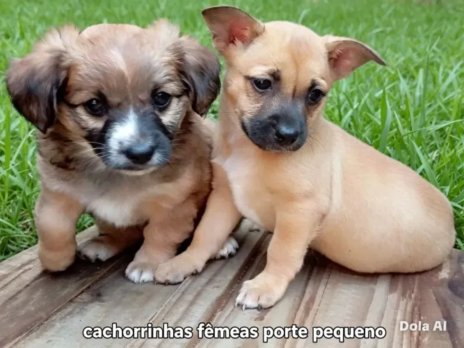 Cachorrinhos para Doação                 porte pequeno 