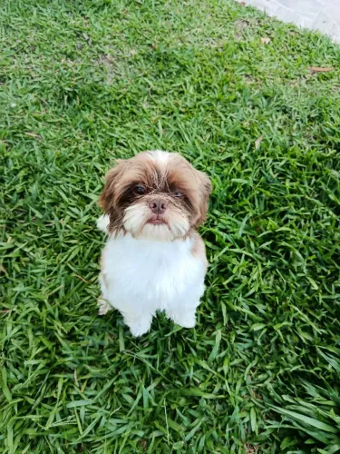 Shih Tzu macho somente cruza