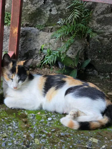 Doação de gata 7 meses