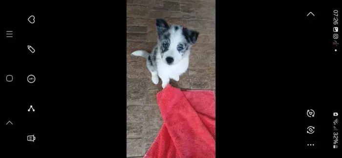 Border collie. Blue merle