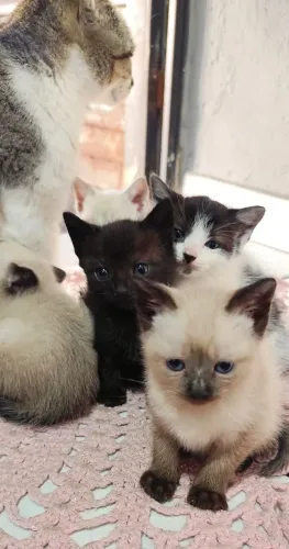 Doação de gatos | filhotes