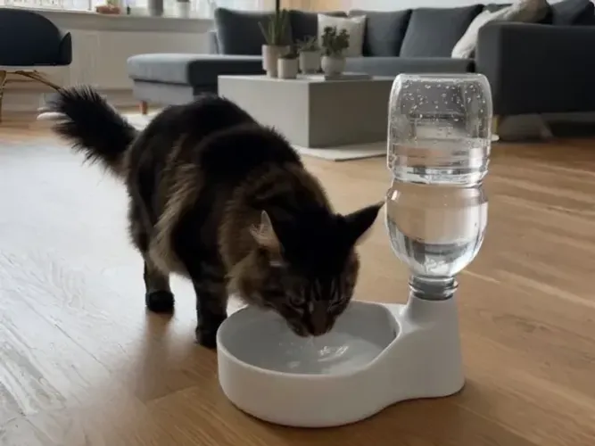 Bebedouro com dispensador de água para cães e gatos