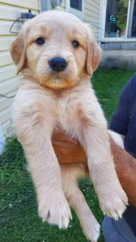Golden carinho que não acaba 