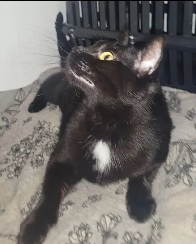 Gatinha doação 
