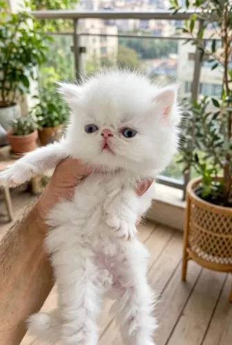 Vendo lindo filhote de Gato Persa (PADRÃO SHOW)