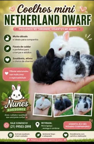 Coelho mini Netherland Dwarf