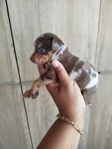 Pinscher exótico chocomerle macho
