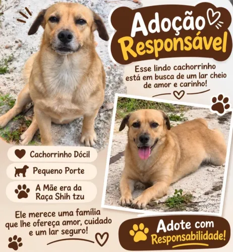 Cachorrinho Lindo disponível para Adoção Responsável