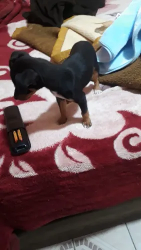 Vendo cachorro pinscher 1