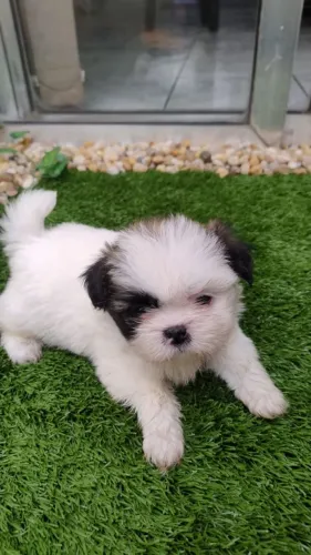Shih Tzu disponíveis 