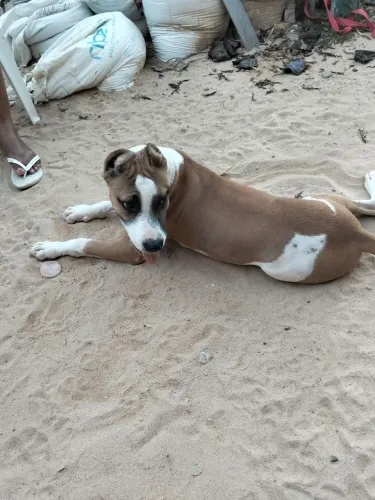 Cachorros