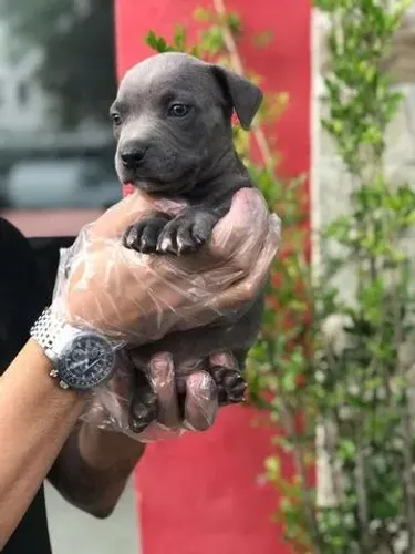 Pitbull com Procedência e Loja Física