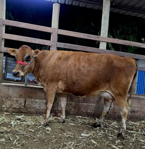 Vaca gersey Prenha