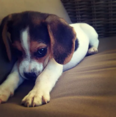 Beagle Disponível para quem busca um novo integrante