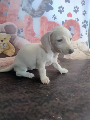Lindas fêmeas de Basset teckel anão disponíveis!