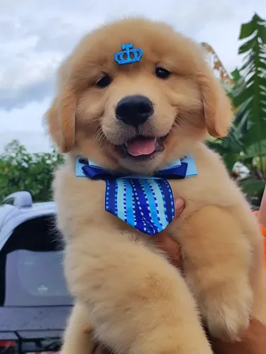 Golden Retriever filhotes a pronta entrega