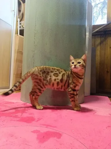 GATO BENGAL COM PEDIGREE - EXCLUSIVO E DE ALTA QUALIDADE