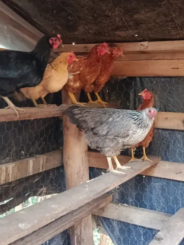 Galinhas Caipira em época de Postura