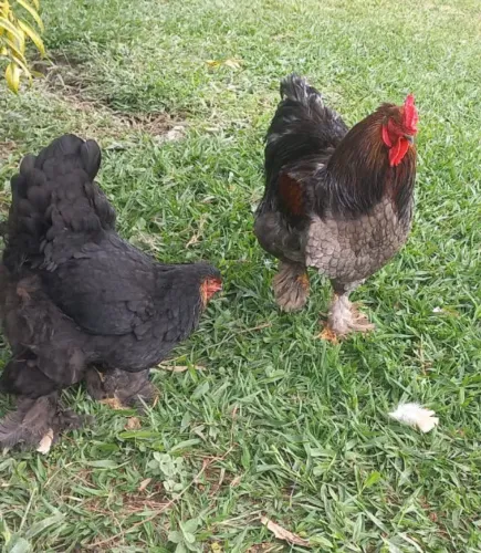 Vendo galinha e galo Brahma
