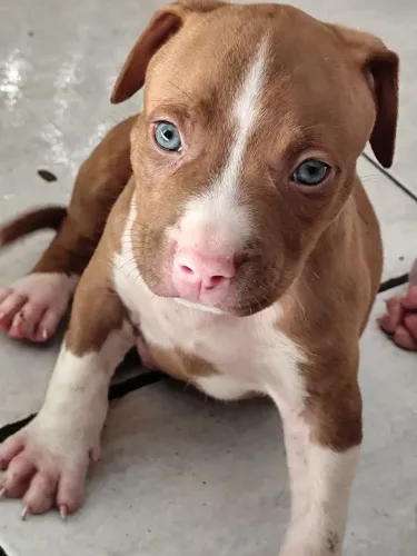 Filhote de Pitt Monsters Macho disponível 