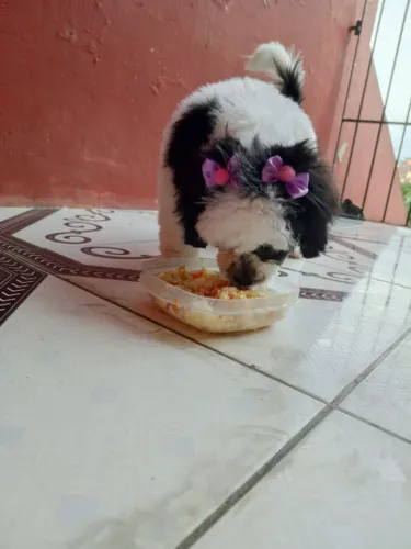 Vendo cachorra shih tzu.