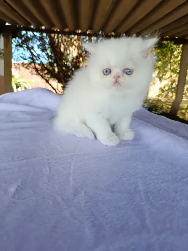 Gata persa