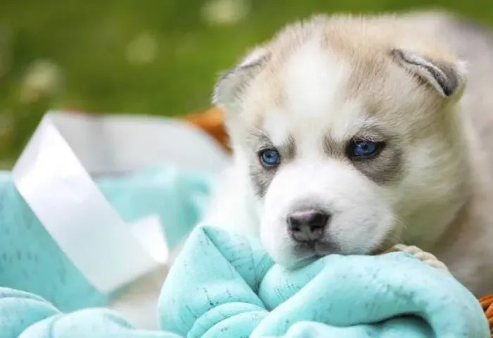 Espetaculares Filhotes de Husky Siberiano - Beleza Selvagem e Olhar Hipnotizante