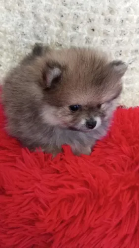 Spitz alemão (macho)
