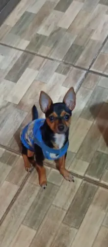 Machinho com 6 meses disponível 