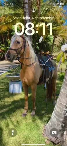 Cavalo