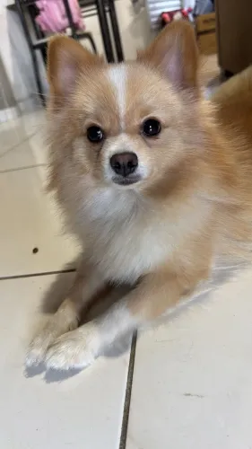Spitz alemão (lulu da pomerania)