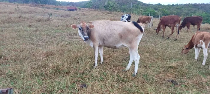 Vaca Jersey
