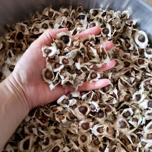 1000 Sementes de Moringa oleifera pra plantio 