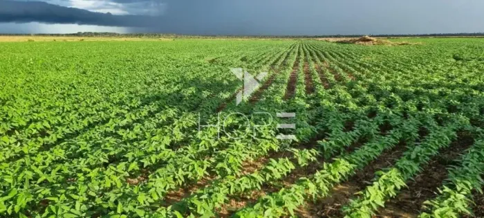 Fazenda à venda com 33.000 hectares - agricultura em larga escala - estrutura completa - p