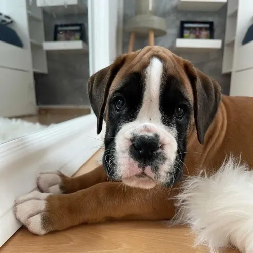 Boxer lindos filhotes entrega hj 