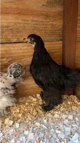 Vendo galinha