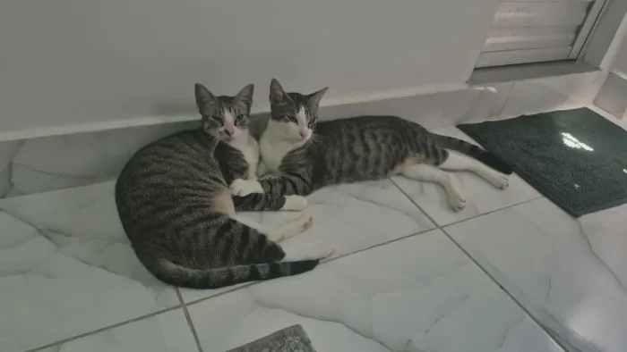 Doação responsável de gatos