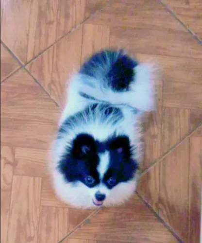 Spitz Alemão fêmea Grávida 