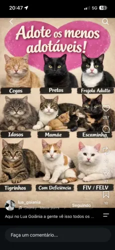Gatos